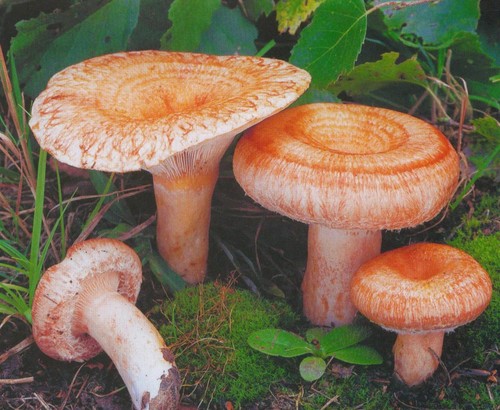 Volnushki: opskrifter og fotos