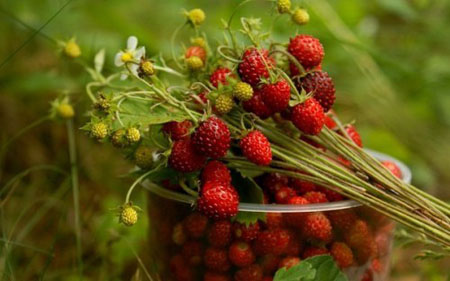 Jordbær marmelade er et middel til forkølelse