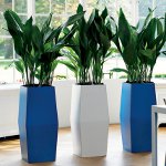 Indendørs fytodesign