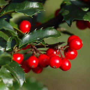 Juledekorationer til hjemmet Juledekorationer til hjemmet