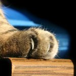 Cat scratch disease