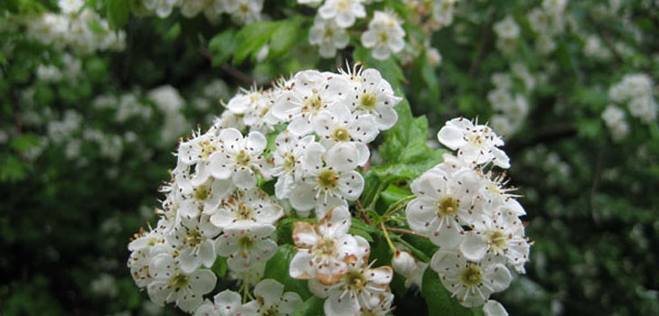Hawthorn blomster: medicinske egenskaber, anvendelse i folkemedicin