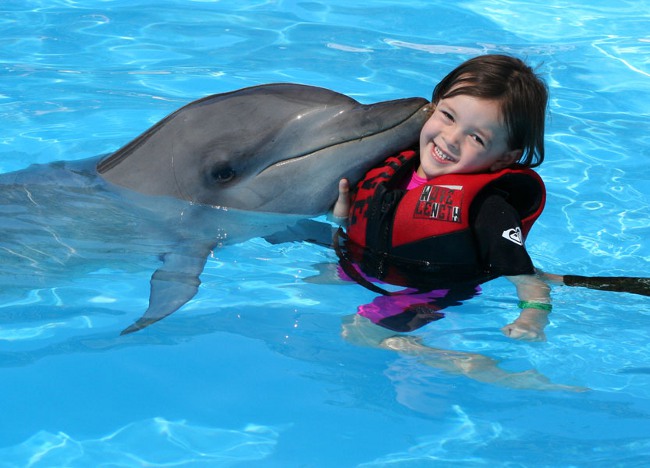 Delfin terapi: badning med delfiner