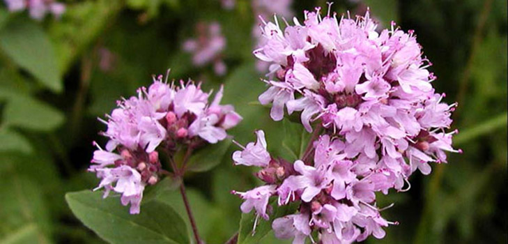 Oregano, dets medicinske egenskaber og anvendelse
