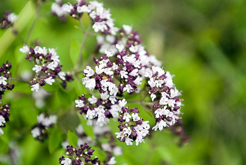 Oregano, dets medicinske egenskaber og anvendelse