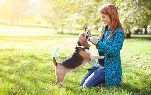 Hvilke sygdomme hos hunde er farlige for mennesker
