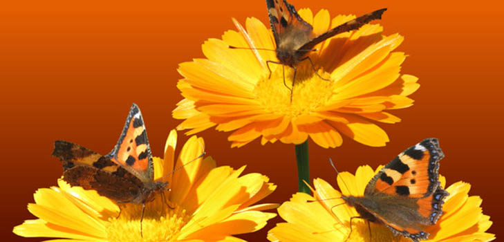 Calendula (marigold): medicinske egenskaber, anvendelse i folkemedicin