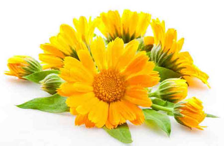 Calendula (marigold): medicinske egenskaber, anvendelse i folkemedicin
