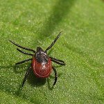 Tick borreliosis Tick borreliosis