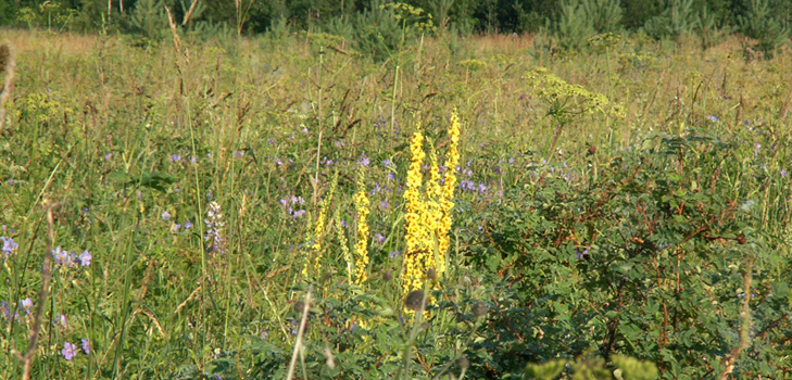 Lægemidler, foto af mullein. Opskrifter af traditionel medicin