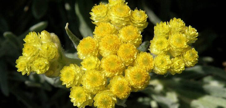 Terapeutiske egenskaber og anvendelse af immortelle (med foto)