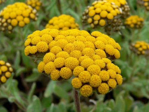 Terapeutiske egenskaber og anvendelse af immortelle (med foto)