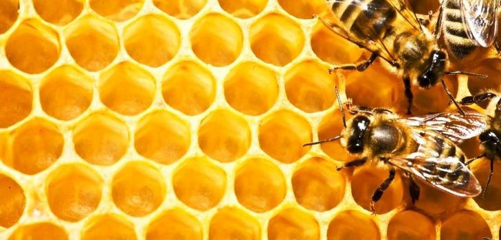 Tinktur af propolis - et helbredende middel