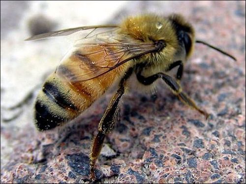 Tinktur af propolis - et helbredende middel