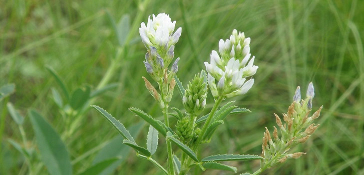Fenugreek - hvad er det? Nyttige egenskaber af fenegreek (med foto)