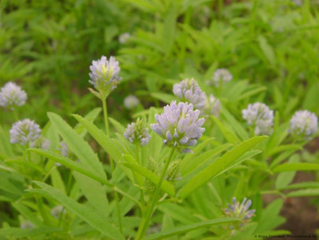 Fenugreek - hvad er det? Nyttige egenskaber af fenegreek (med foto)