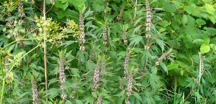 Nyttige egenskaber hos motherwort