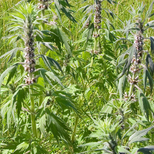 Nyttige egenskaber hos motherwort