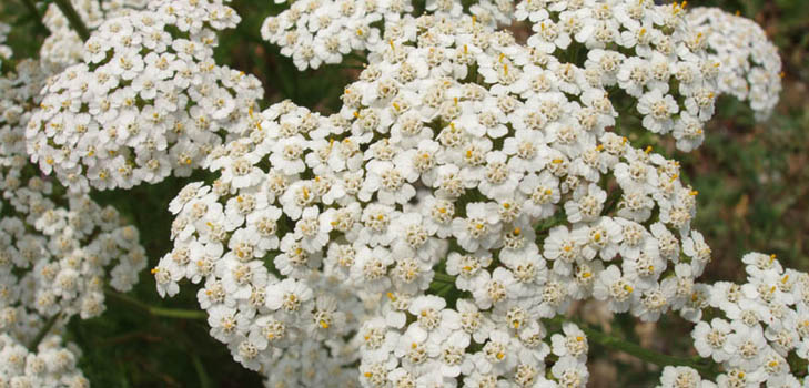 Nyttige egenskaber af yarrow er ubestridelige! Læs om dem her!