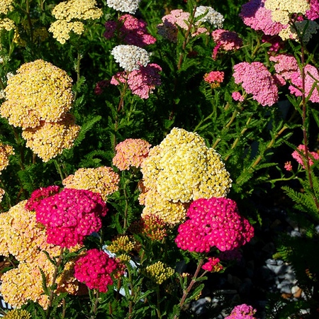 Nyttige egenskaber af yarrow er ubestridelige! Læs om dem her!