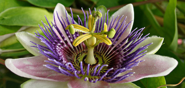 Anvendelse af passionflower i medicin (med foto)