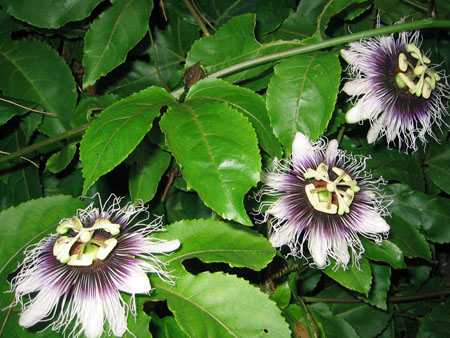 Anvendelse af passionflower i medicin (med foto)