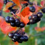 Egenskaber af Chokeberry Ashberry Egenskaber af Chokeberry Ashberry