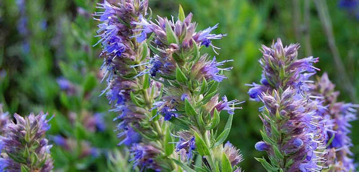 Hyssop urt: medicinske egenskaber, anvendelse i medicin