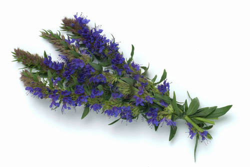Hyssop urt: medicinske egenskaber, anvendelse i medicin