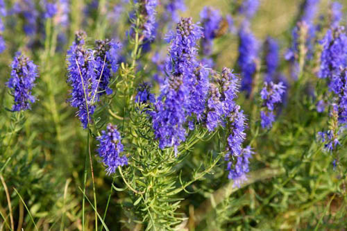 Hyssop urt: medicinske egenskaber, anvendelse i medicin