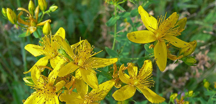 Grav af St. John's wort: medicinske egenskaber og kontraindikationer