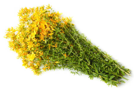 Grav af St. John's wort: medicinske egenskaber og kontraindikationer